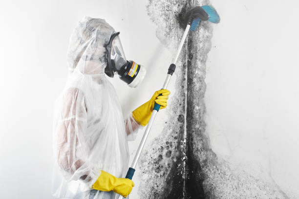 Biohazard Mold Removal in Ahuimanu, HI